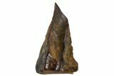 Ceratopsid Tooth - Montana #106875-1